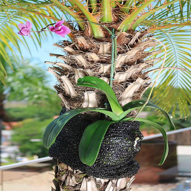 Foto-do-produto-Fixador-para-Orquidea-em-Arvores-no-pet-shop-online-da-Tudo-de-Bicho