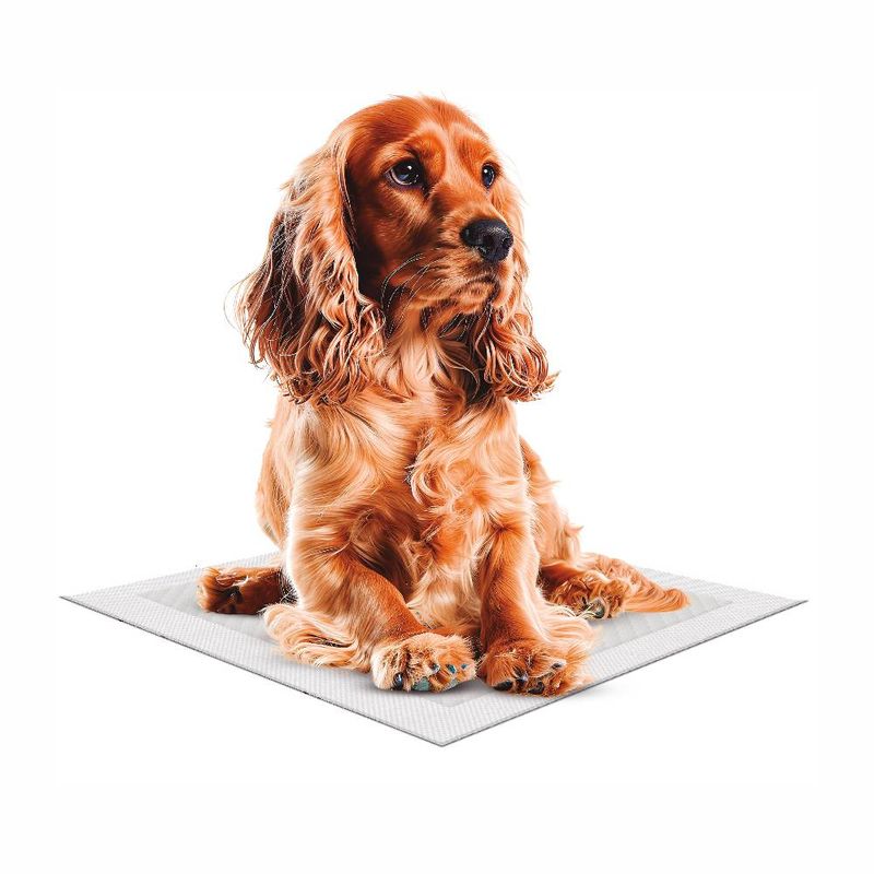 Foto-do-produto-Tapete-Higienico-Rauf-Max--60x60cm-C--30Un-no-pet-shop-online-da-Tudo-de-Bicho
