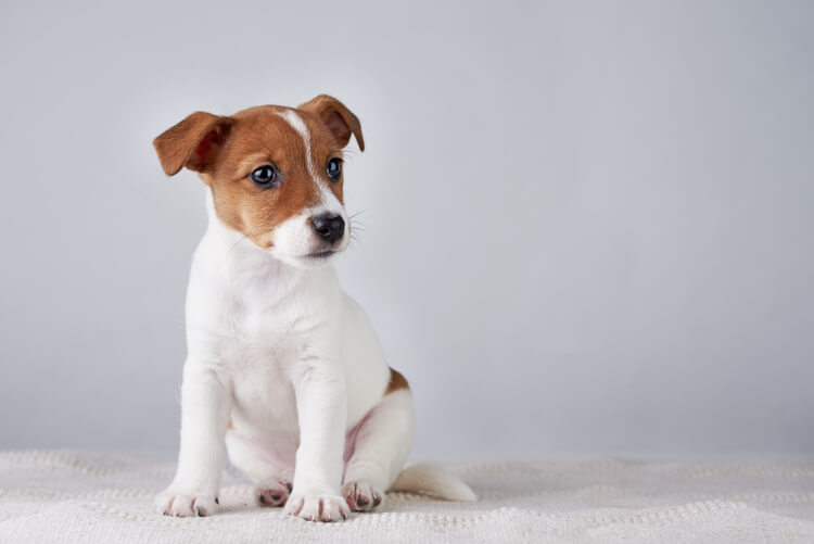 Filhote de Jack Russell Terrier sentado.
