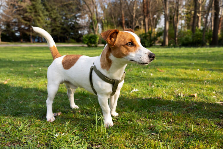 Jack Russell Terrier durante um passeio em um gramado.