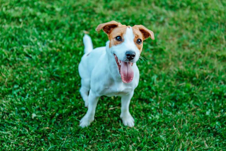 Jack Russell Terrier sentado em um gramado.