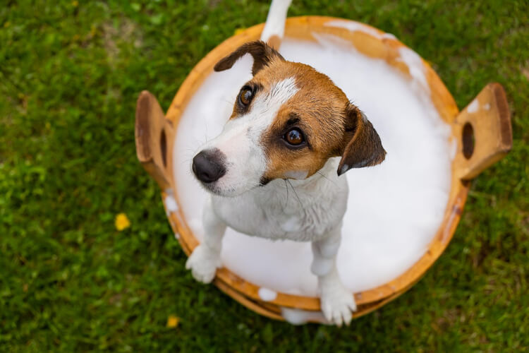 Jack Russell Terrier em cima de um balde de espuma durante o banho.