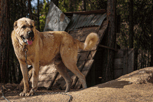 Foto de um cachorro da raça kangal molhado e preso a uma coleira em um parque.