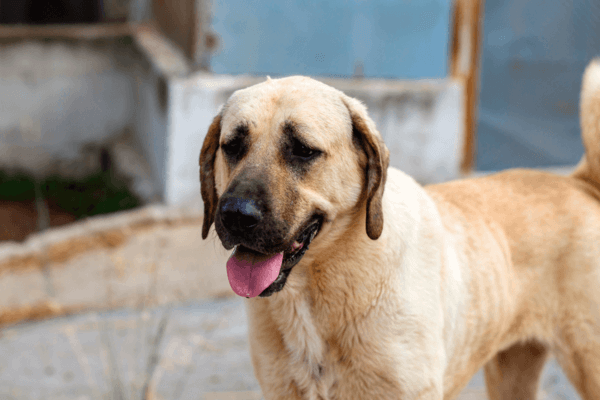Foto de um cachorro da raça kangal de perfil. Foto de um cachorro da raça kangal de perfil.