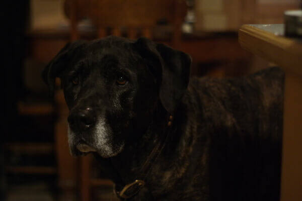 Foto de um cachorro da raça plott hound de cor preto sólido. Foto de um cachorro da raça plott hound de cor preto sólido.
