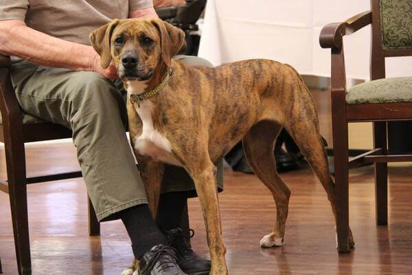 cachorros boxer plott hound mix