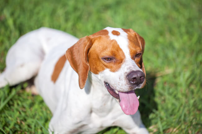 A imagem mostra um cachorro Pointer Inglês deitado na grama com a língua de fora.