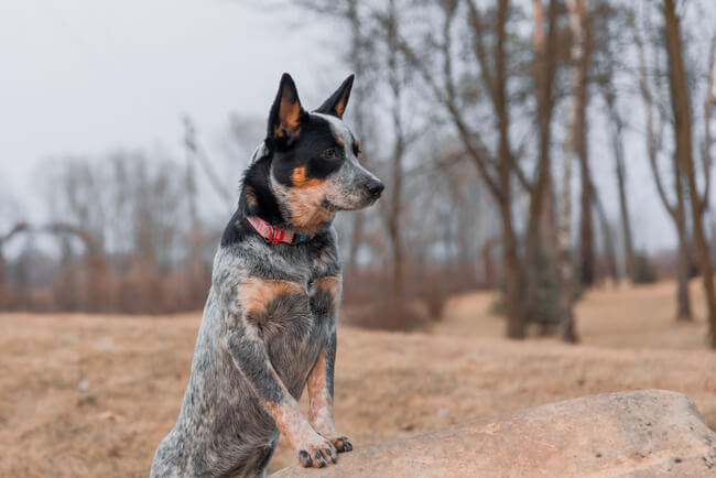 A imagem mostra um Blue Heeler ao ar livre apoiado em uma rocha.