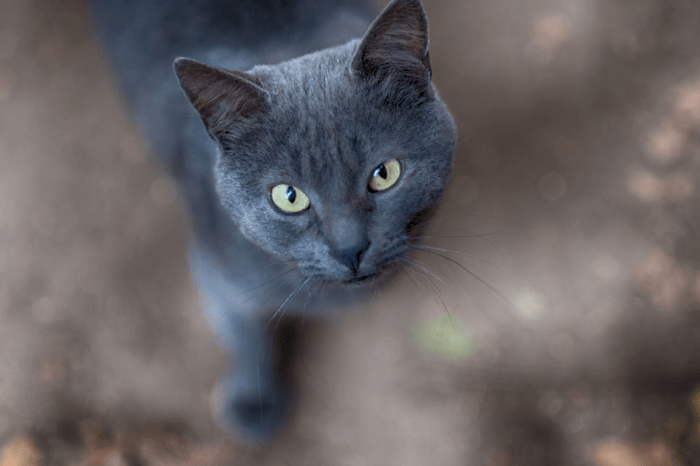 Gato azul russo, com pelo cinza-escuro e olhos verdes, andando no tapete
