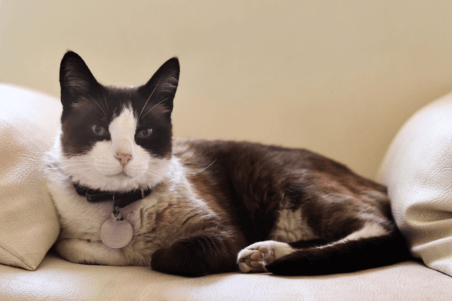 Foto de um gato da raça snowshoe deitado no sofá Foto de um gato da raça snowshoe deitado no sofá