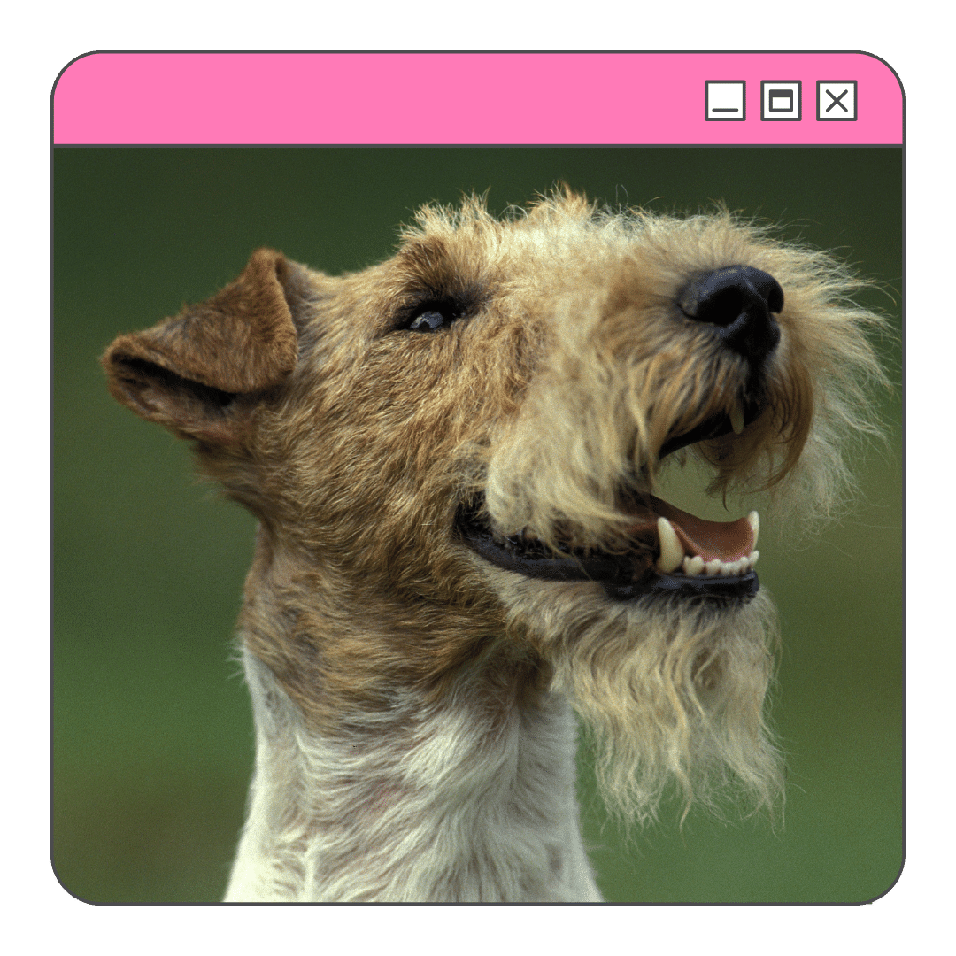 Foto de um cão da raça fox terrier de pelo duro de boca aberta