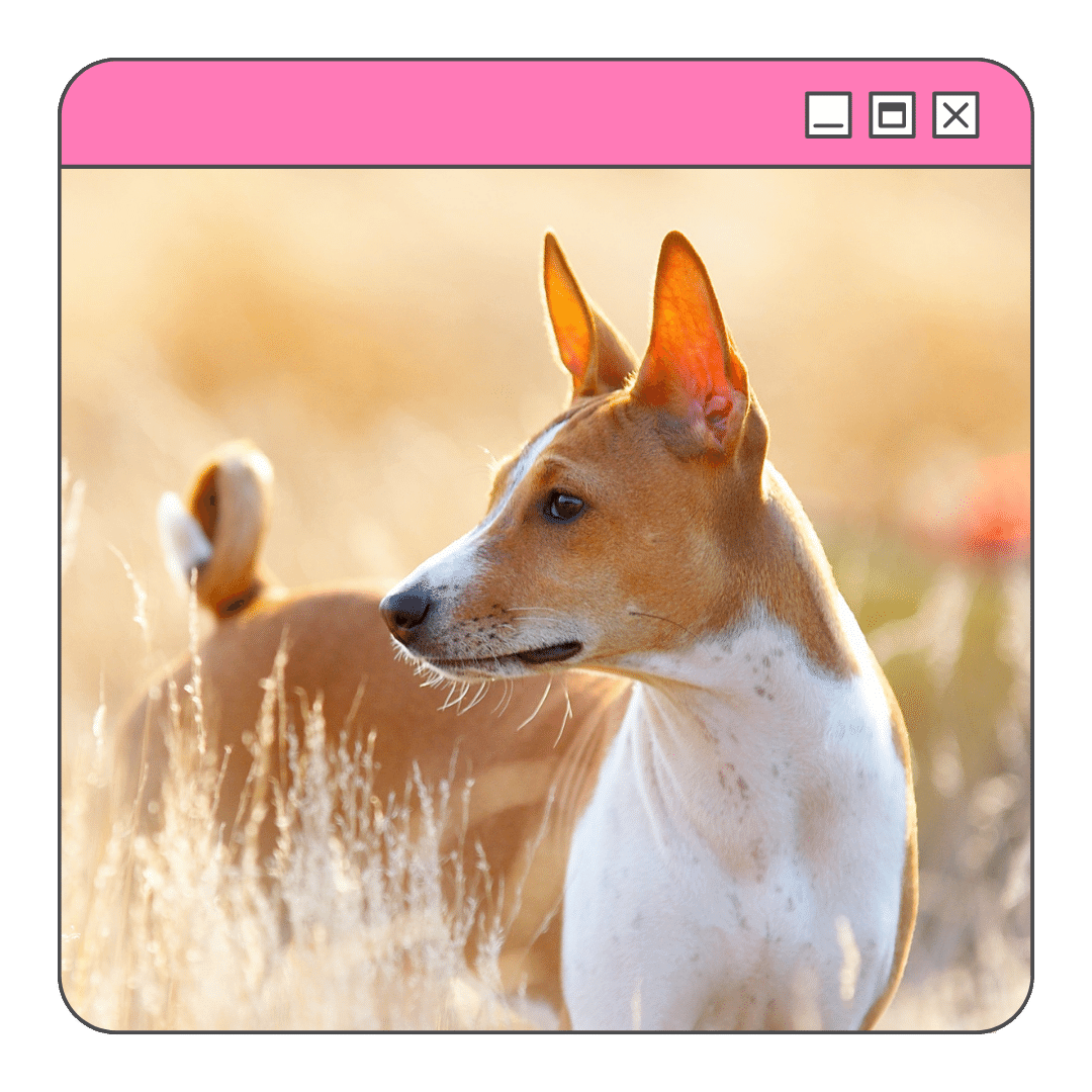 Foto de um cão Basenji no campo