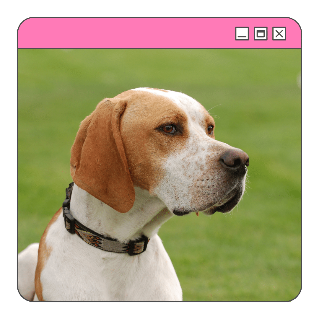 Foto de um cachorro da raça Pointer Ingles em pé no gramado