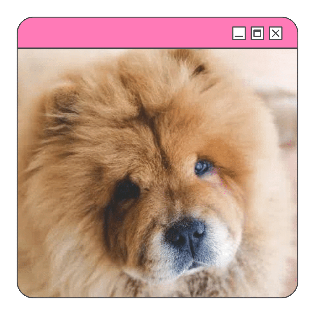 Foto de um Chow Chow deitado