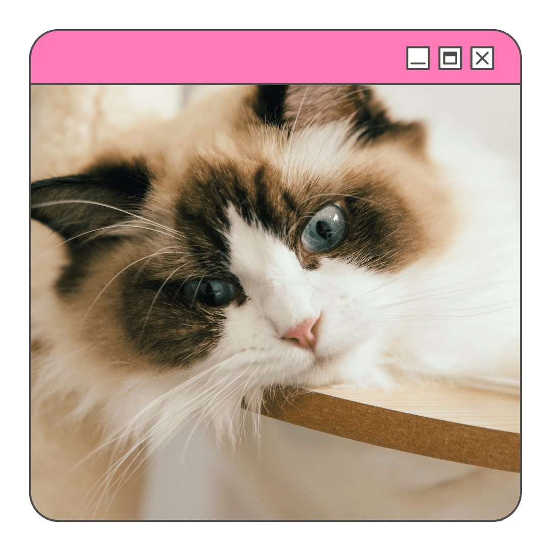 Foto de um gato Ragdoll olhando para baixo 