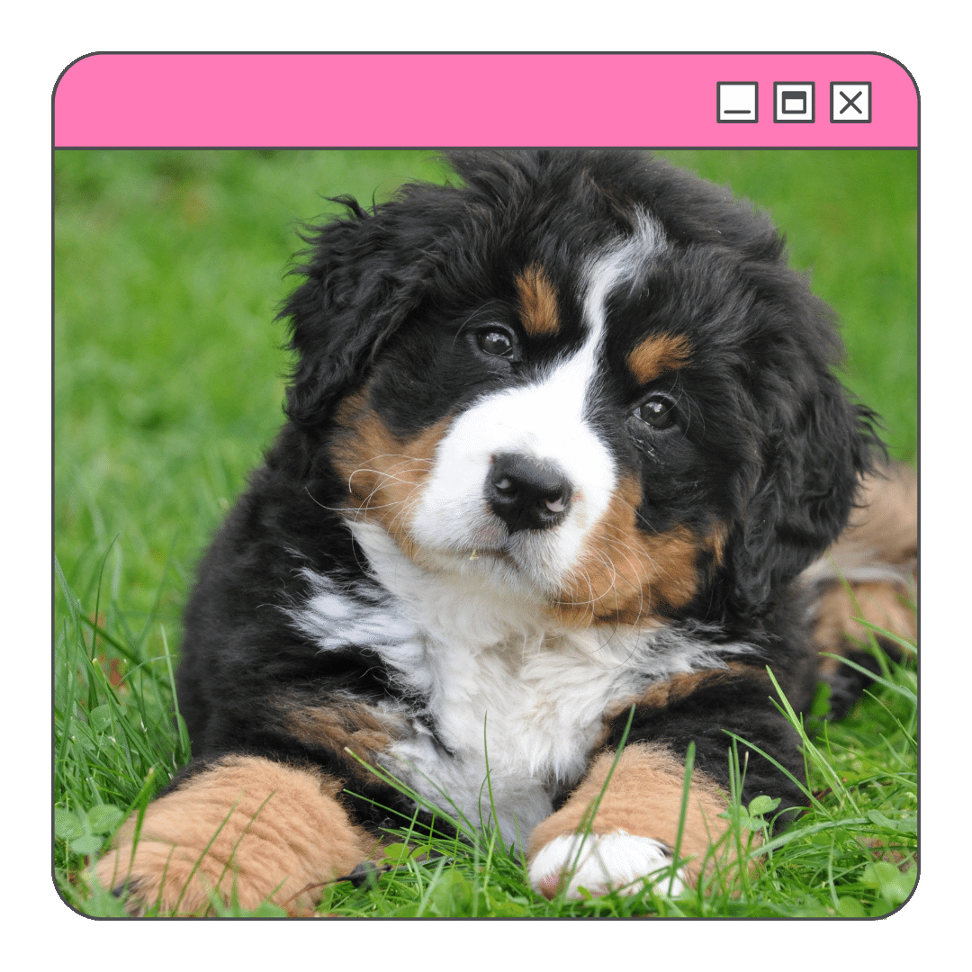 Foto do cão da raça bernese filhote na grama