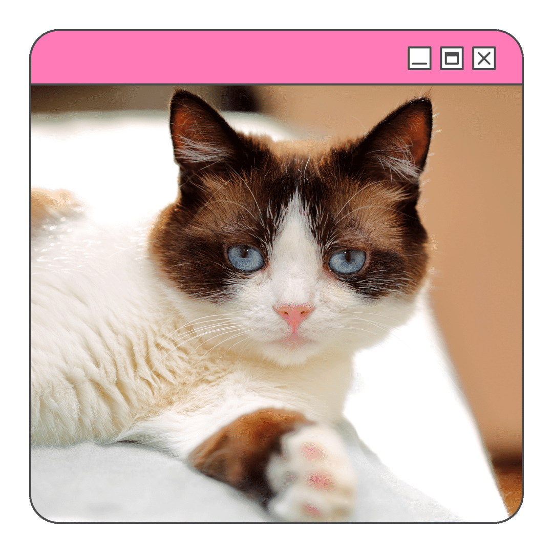 Foto do gato snowshoe deitado na cama