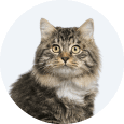 Departamento Gatos