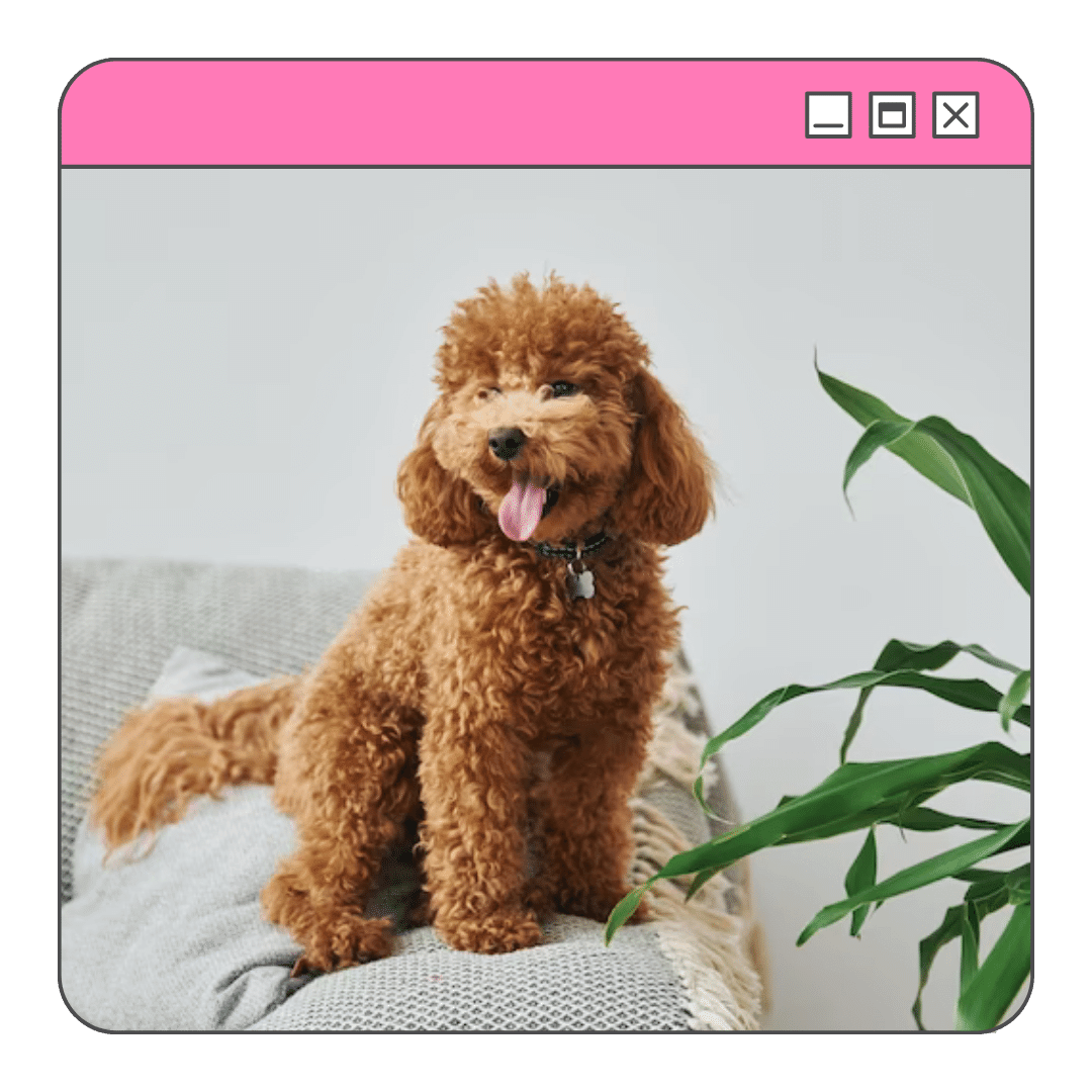 Foto de um cão poodle marrom, sentado no sofá, olhando para frente com a língua para fora