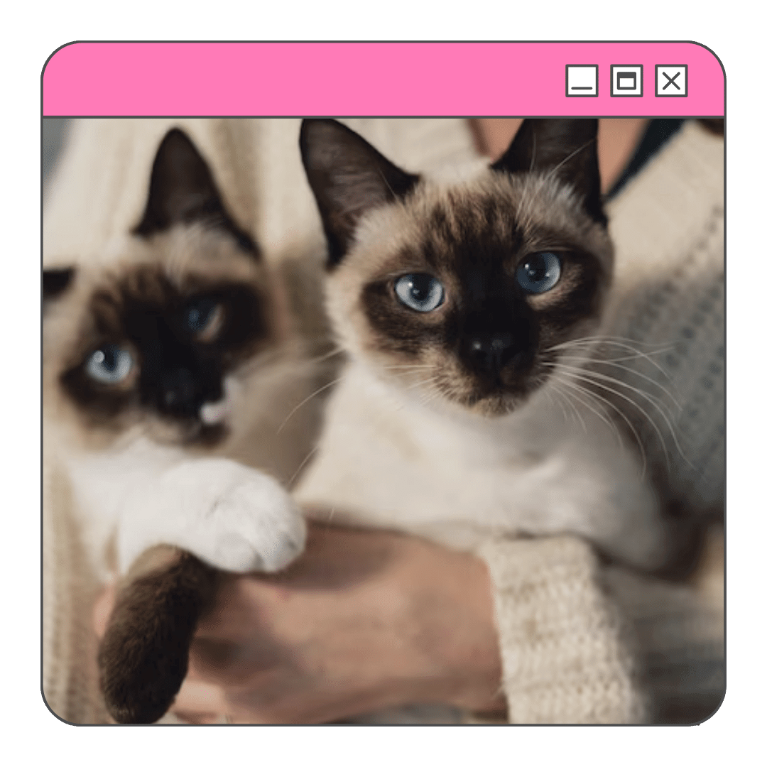 Foto de dois gatos da raça Siamês no colo do seu tutor