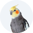 Departamento Pássaros