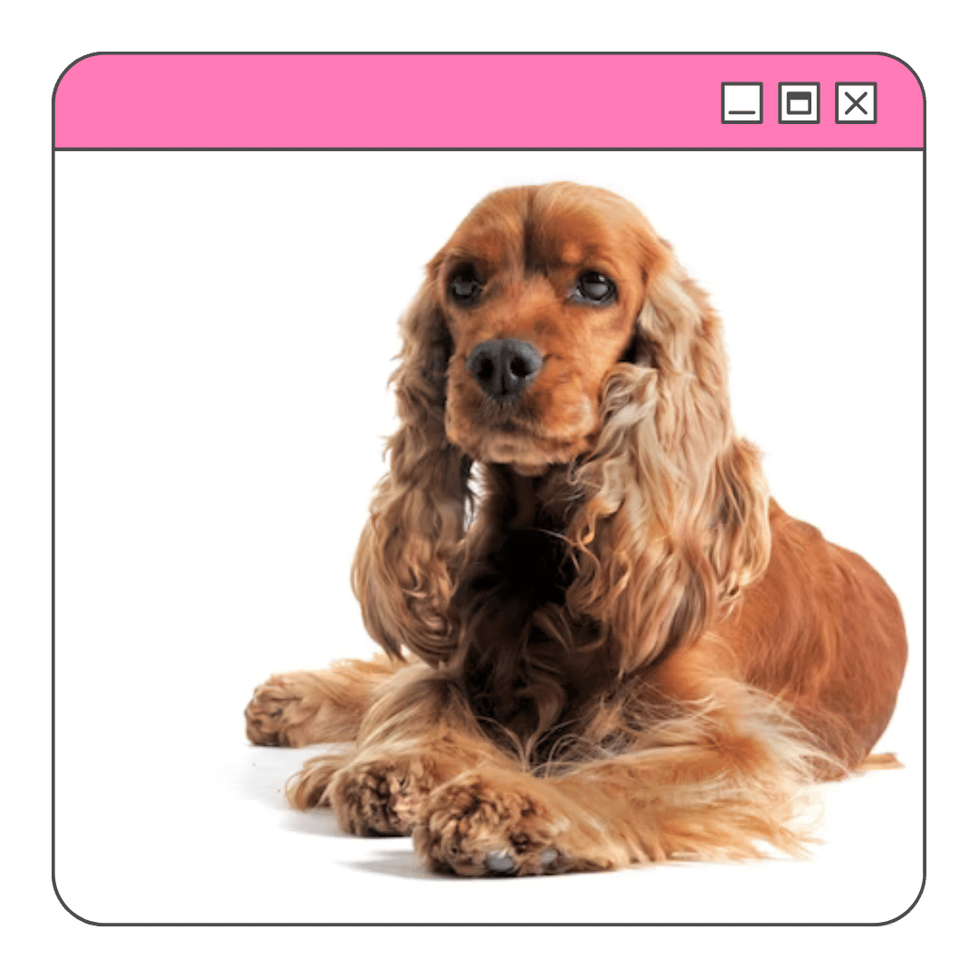 18 nomes para cachorro fêmea e significados - Blog VETEX