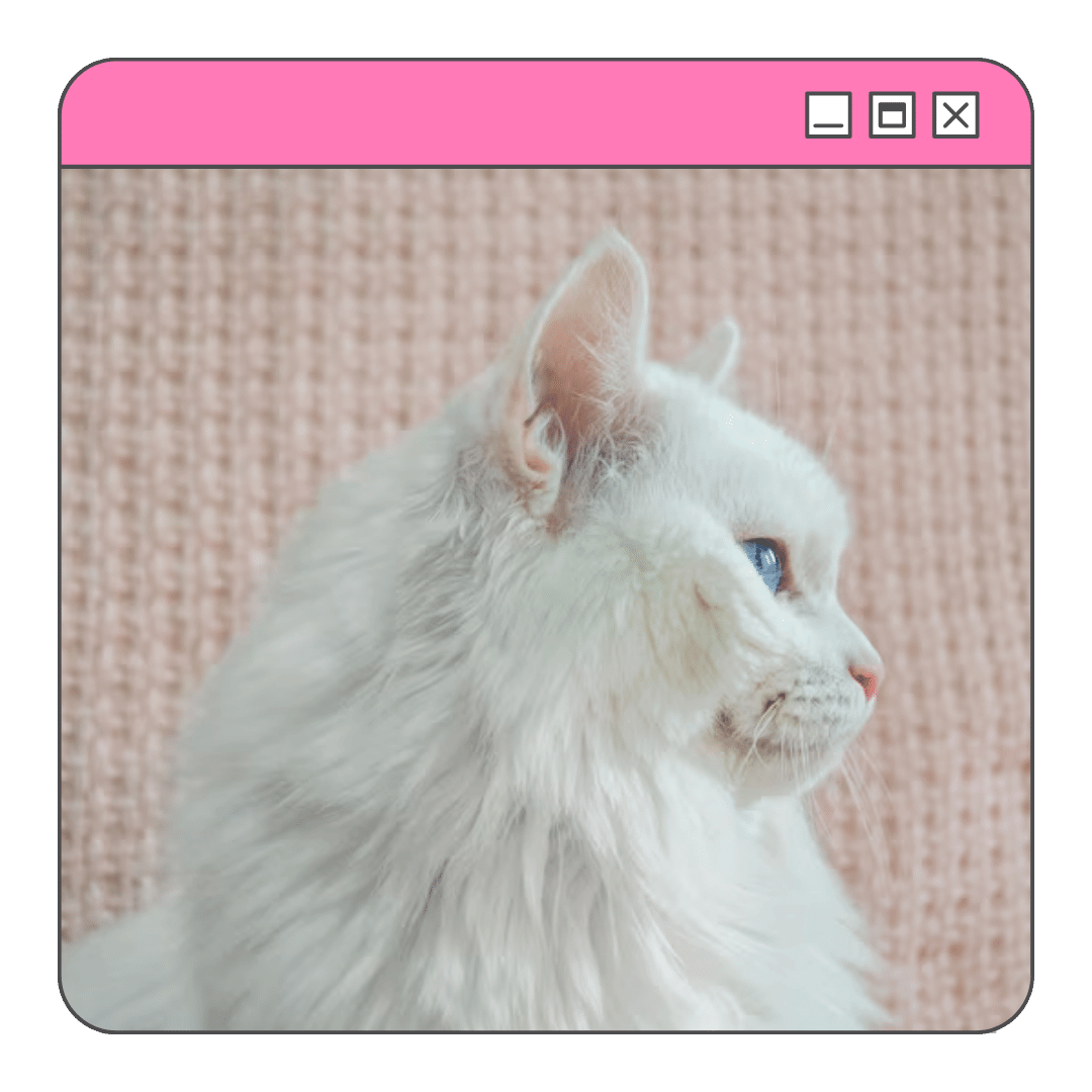 Foto de um gato Angorá branco de perfil