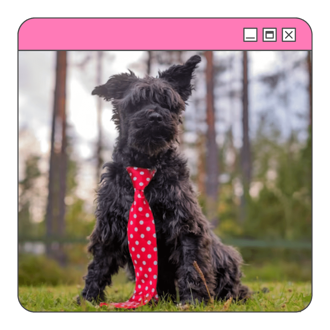 Foto de um cão da raça schnauzer preto, vestindo uma gravata vermelha de bolinhas brancas, sentado na grama