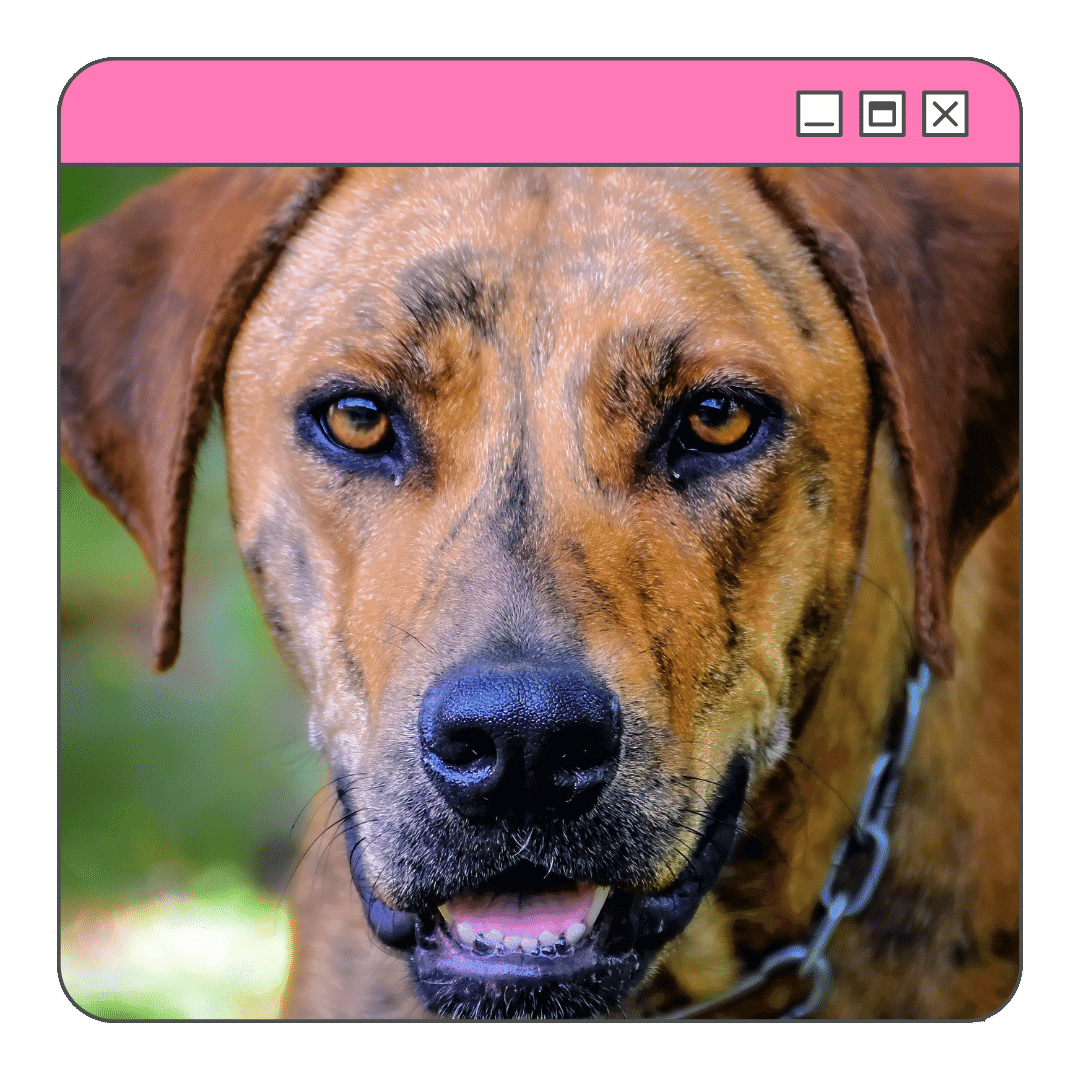 Foto de um cachorro da raça plott hound tigrado olhando para fente