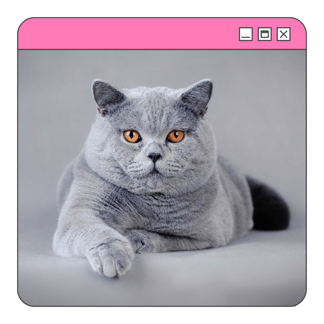 Foto de um gto de pelo curto inglês olhando para frente