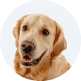 Departamento Cachorros