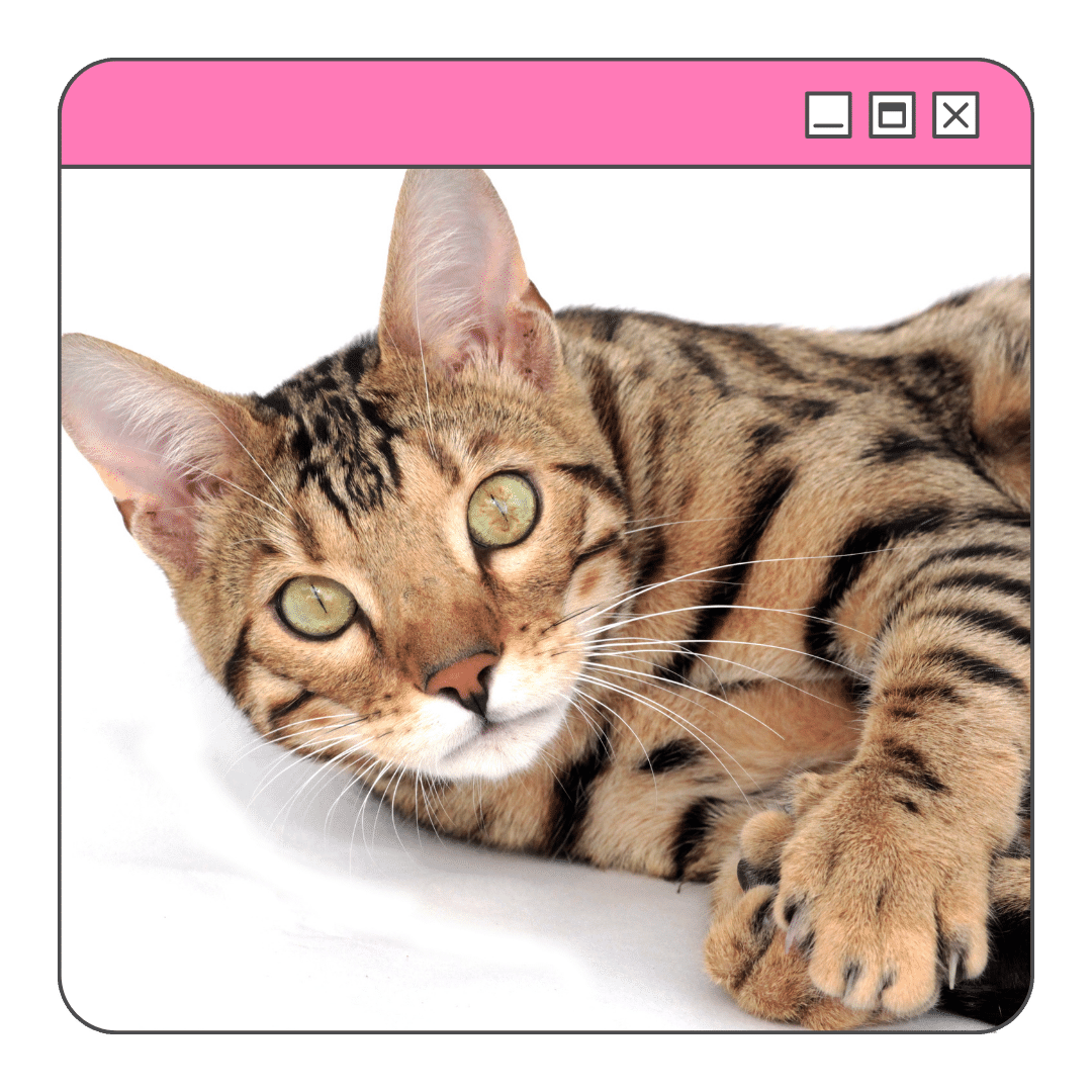 Foto de um Gato Bengal deitado