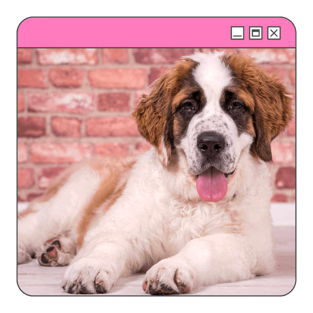 Foto de um cachorro sao bernardo sentado em sua casa relaxando