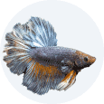Departamento Peixes