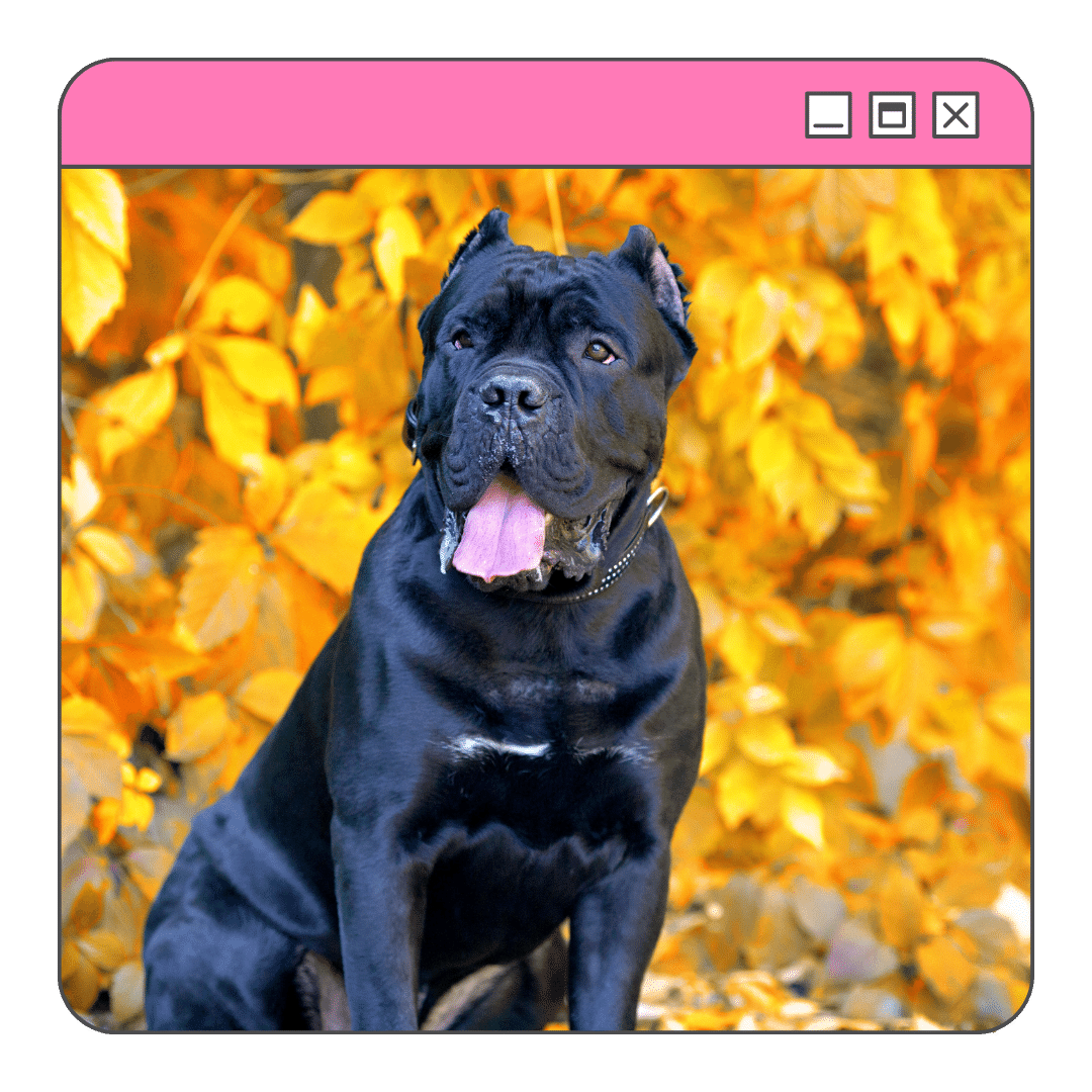 Foto de um lindo cane corso preto em meio a folhagens laranja