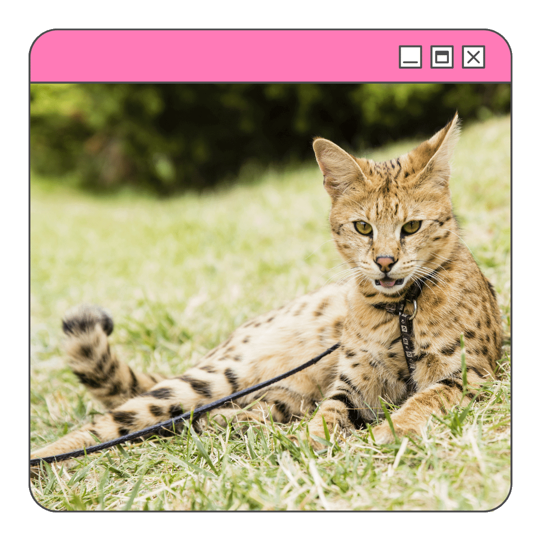 Foto de um gato savannah na coleira deitado e um gramado