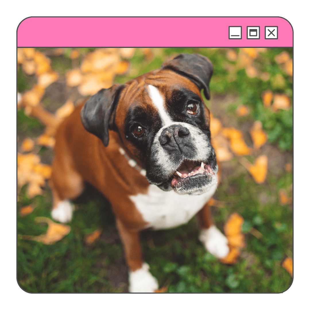 Foto de um boxer filhote sentado no gramadodo quinal